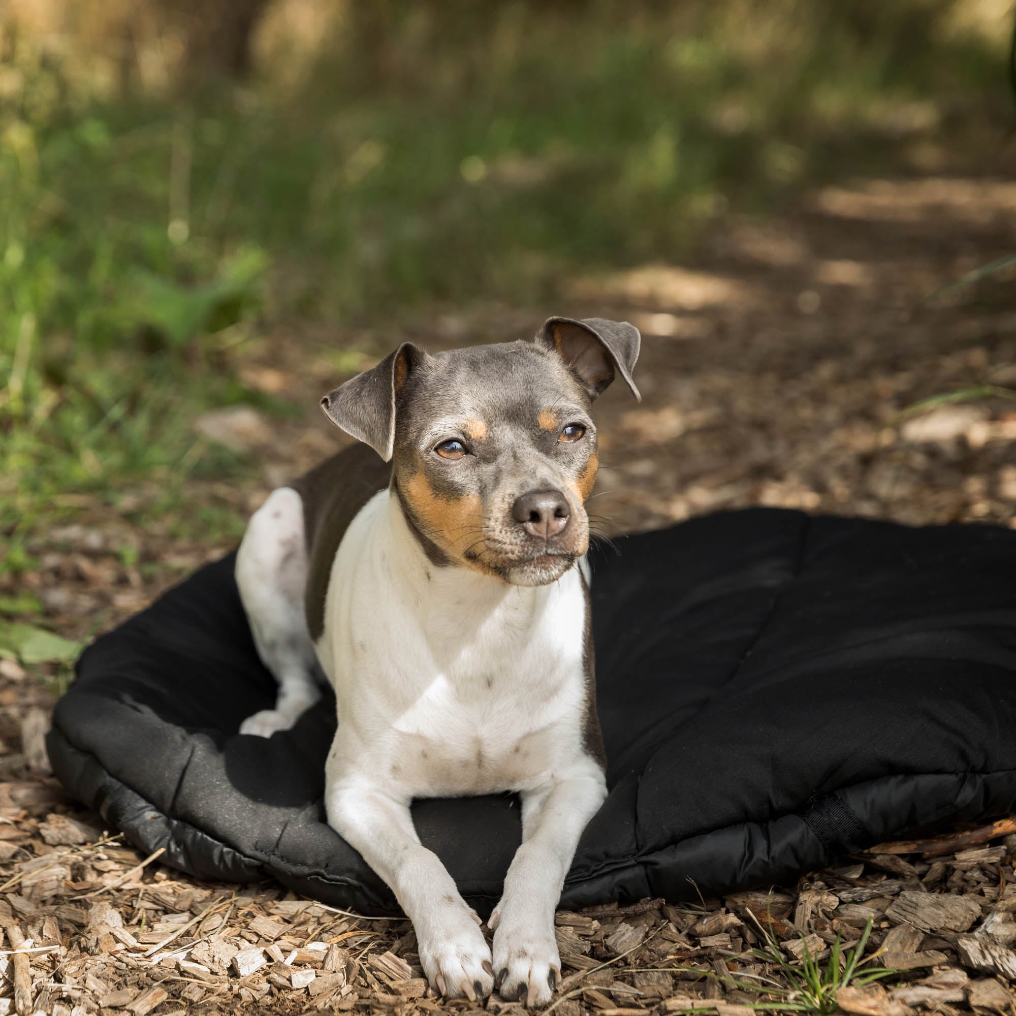 Ovales Hunde-Reisebett