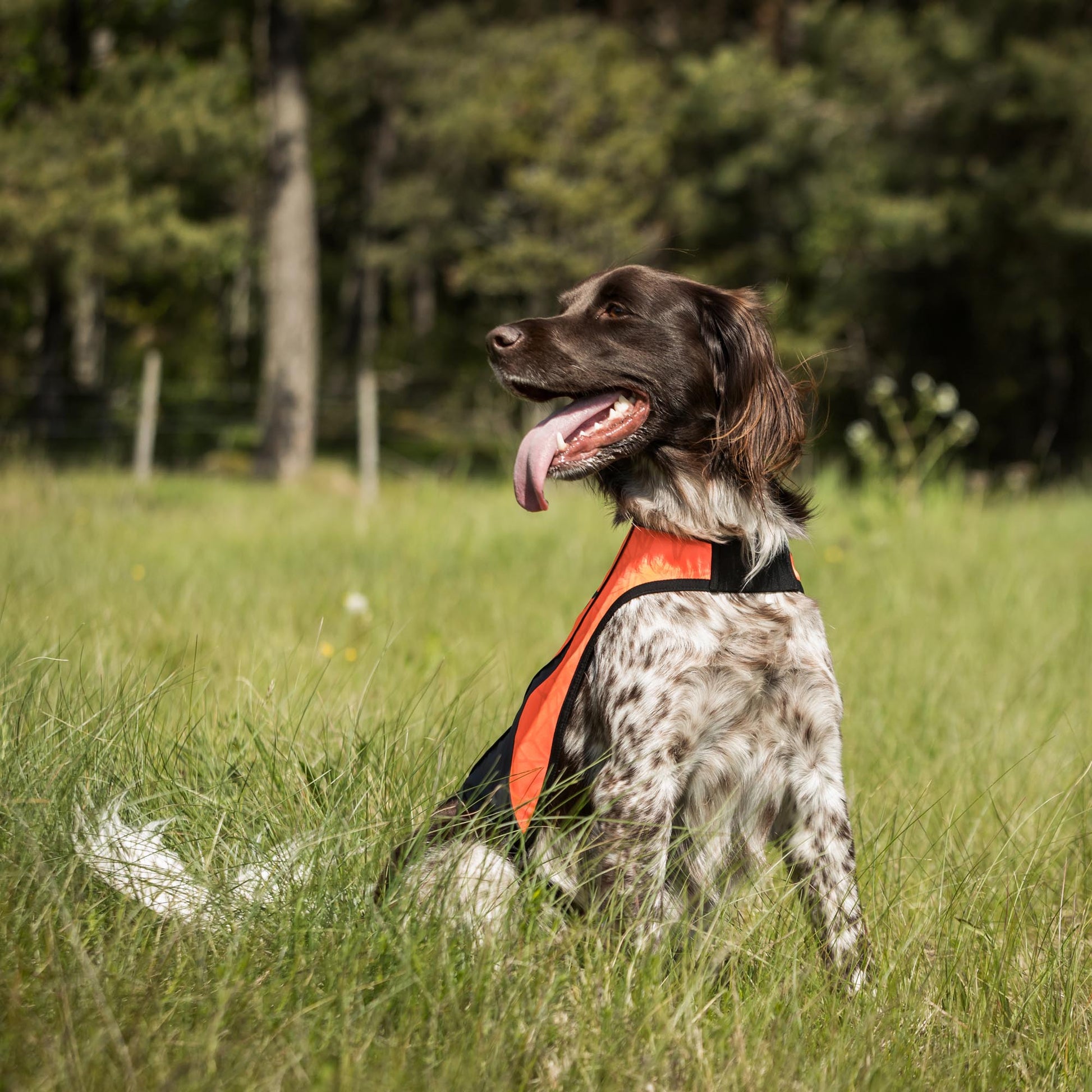POINT Sicherheits-Hundeweste