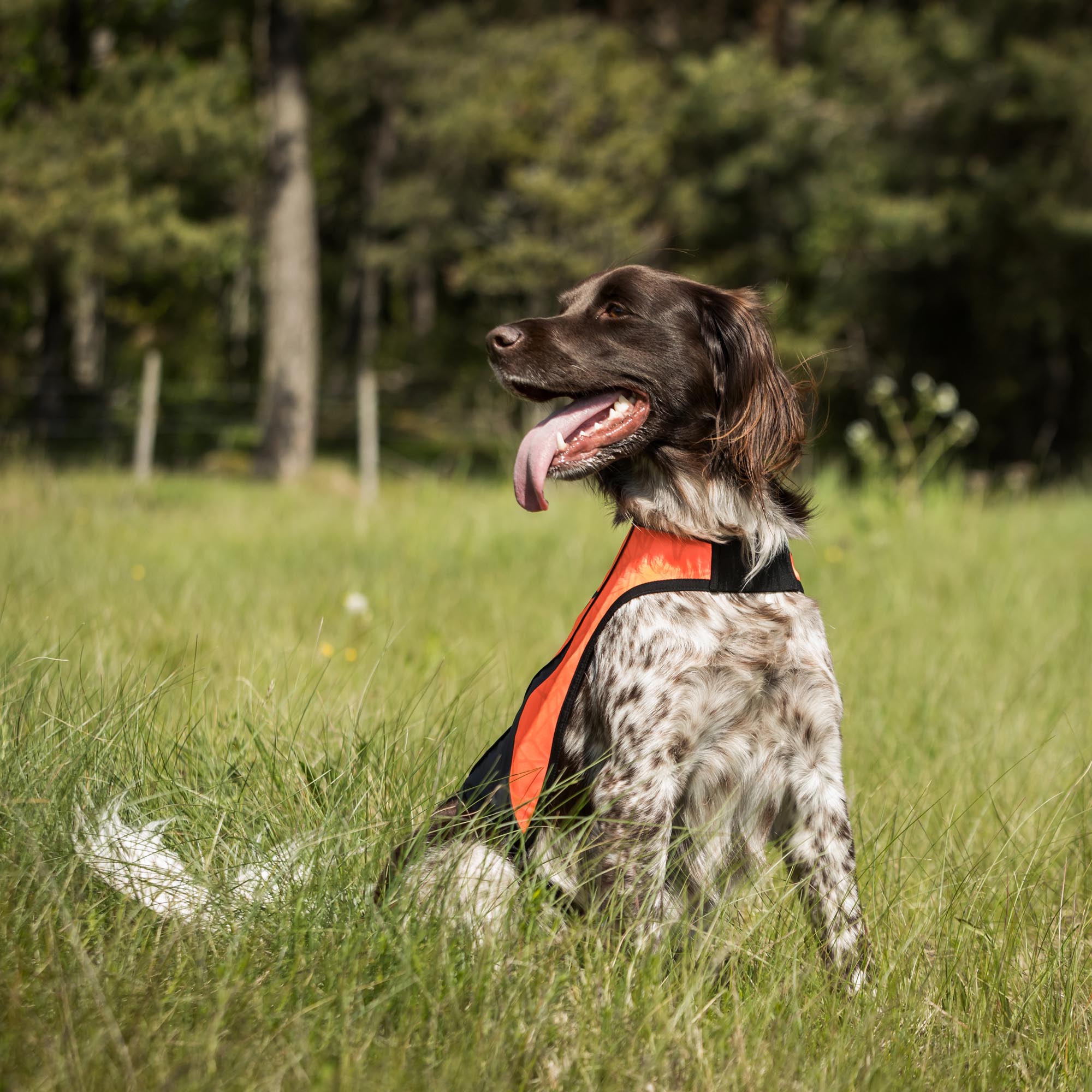 POINT Sicherheits-Hundeweste