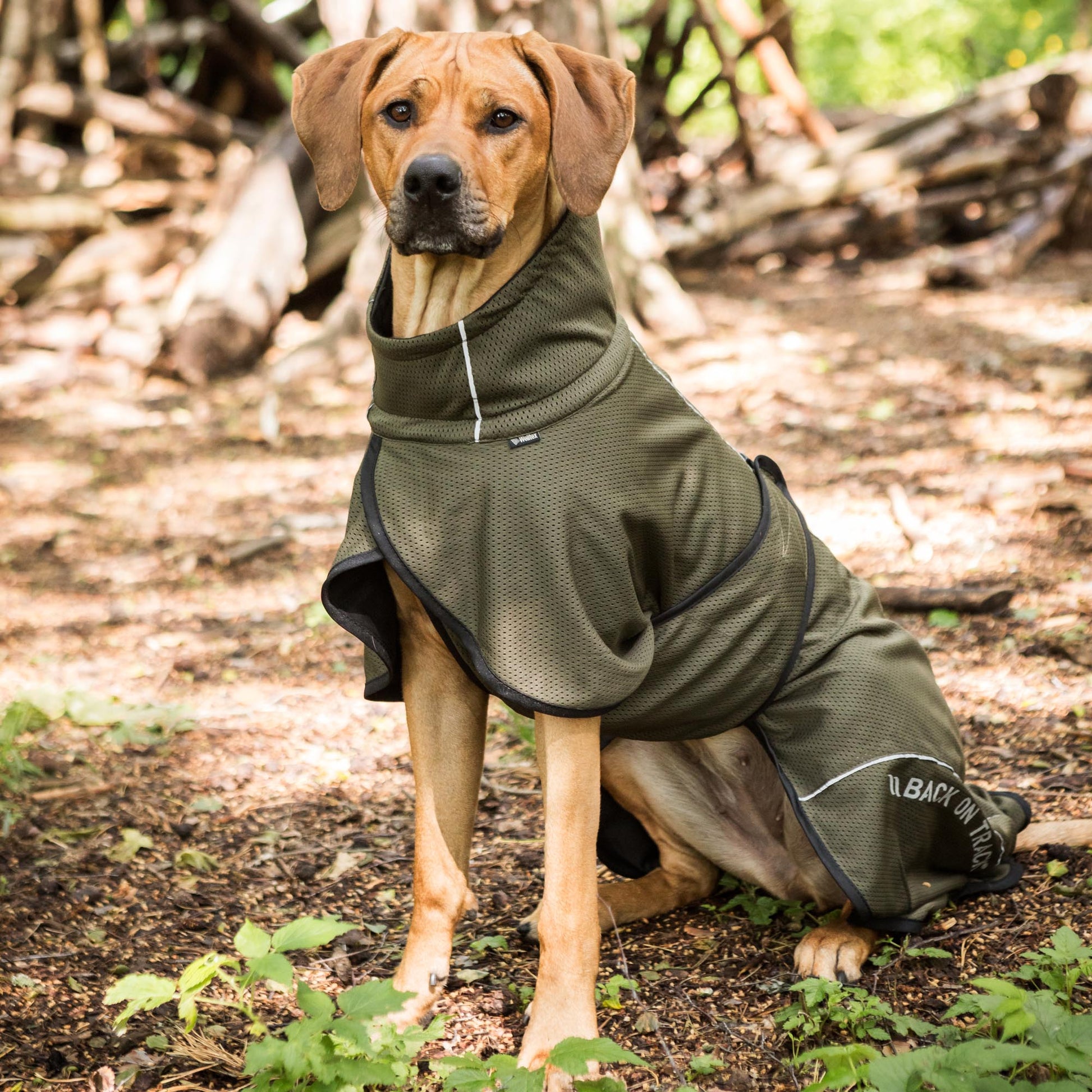 BAY Netz-Hundemantel, Niedriger Rutenansatz