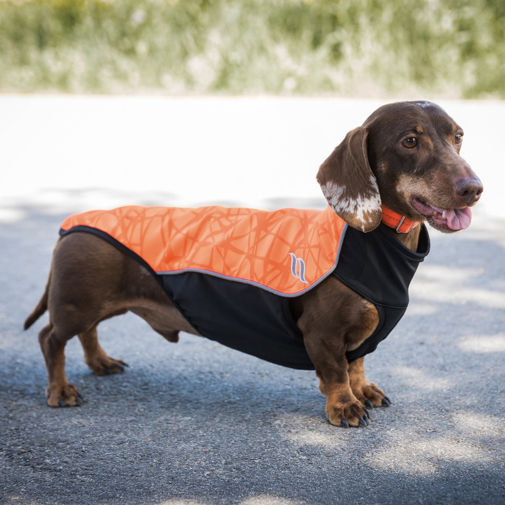 "Eddie" Petite Hundepullover reflektierend