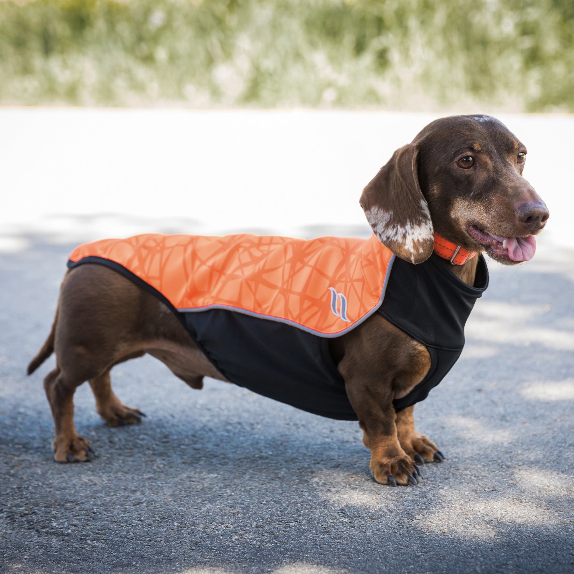 "Eddie" Petite Hundepullover reflektierend