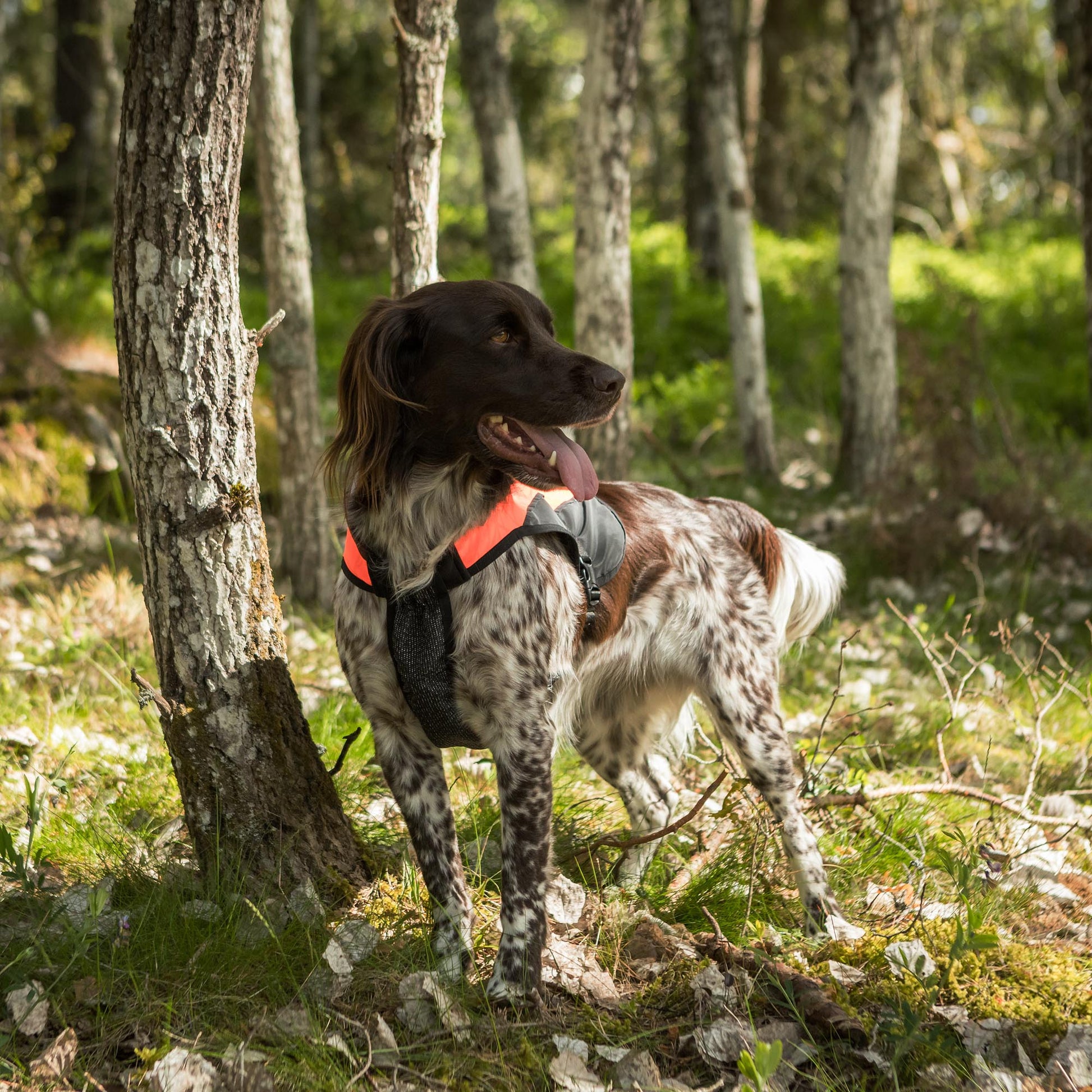 TRAKK Hunde-Brustschutzweste