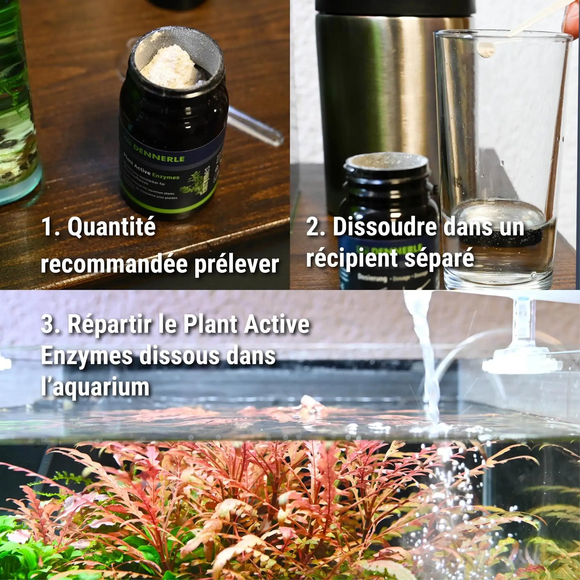 Plant Active Enzymes