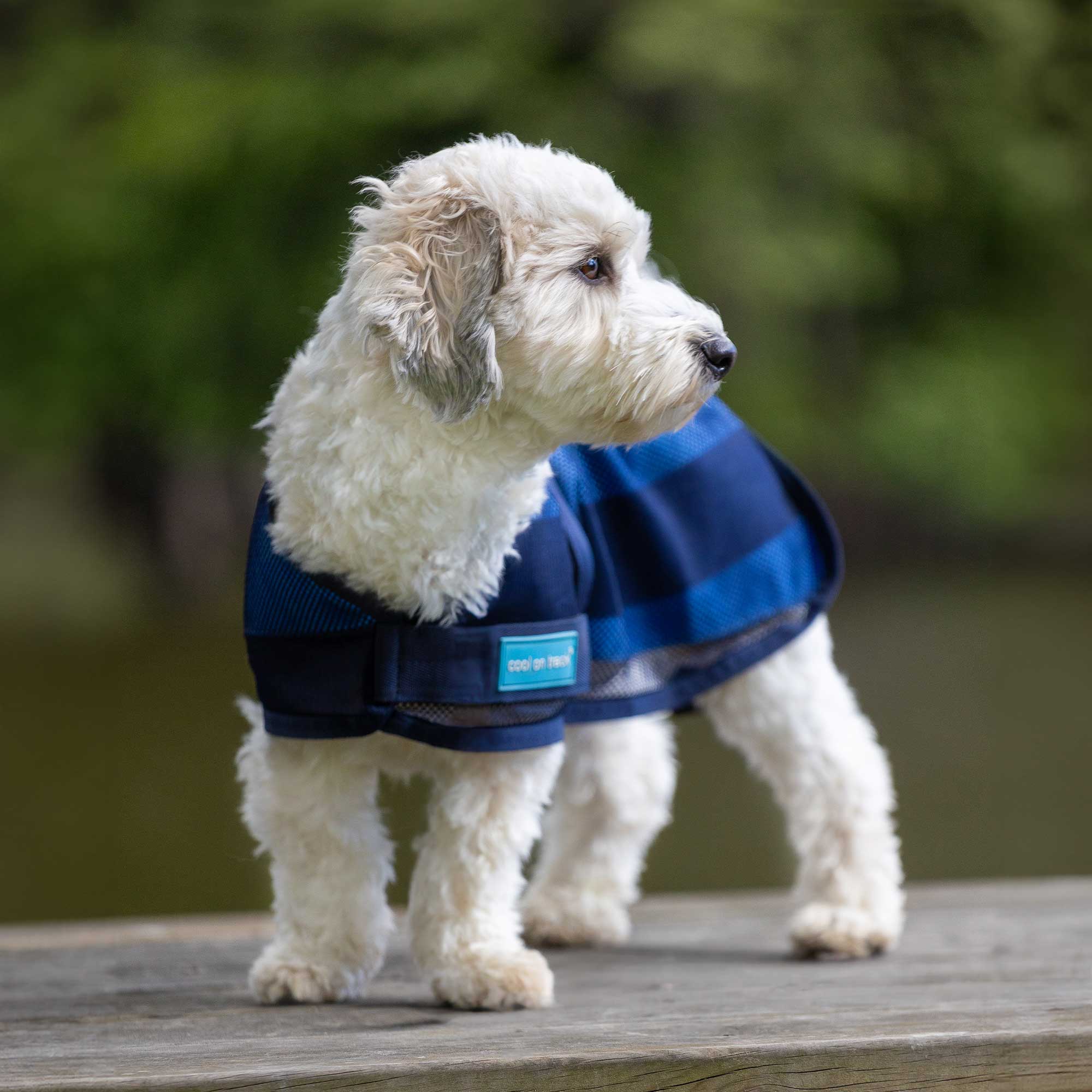 Cool on Track® Hundemantel mit Kühl-Effekt 2.0