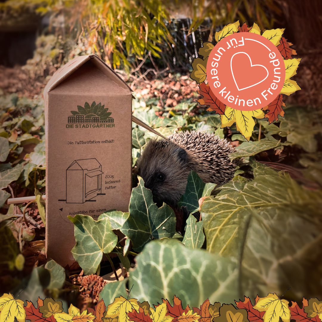 Freiluftbuffet für Igel