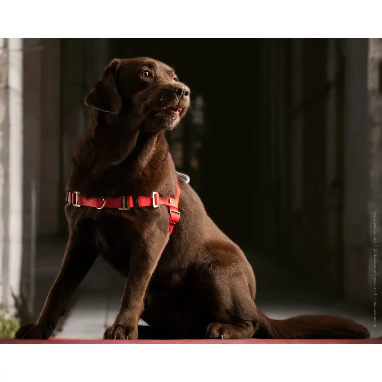 Anti-Stress-Geschirr STURMFREI®, Größe M by Der Hundegefährte