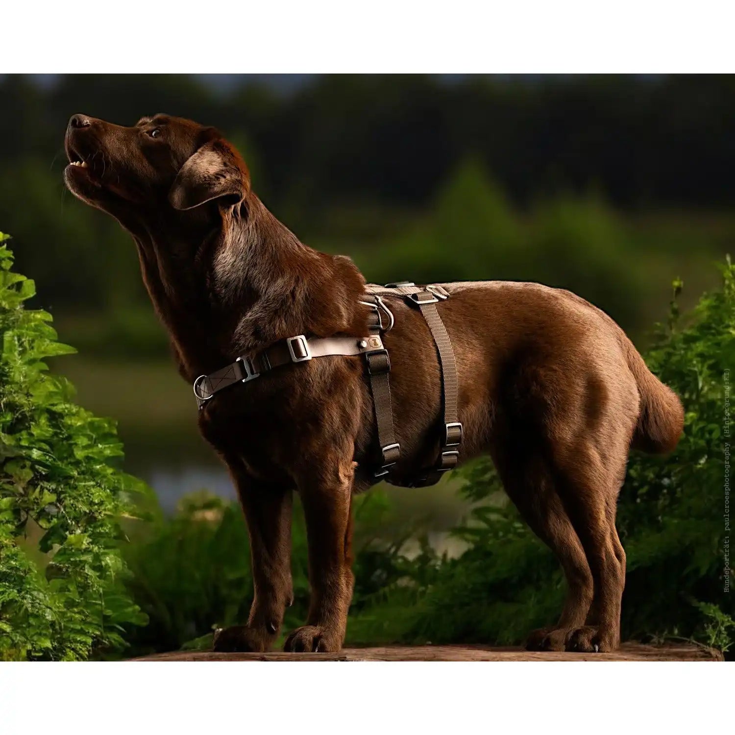 Anti-Stress-Geschirr STURMFREI® Saver für kleine bis mittlere Hunde by Der Hundegefährte