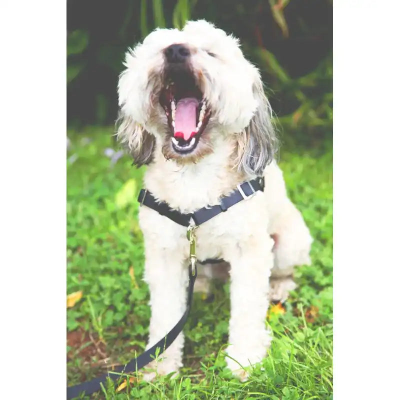 Anti-Stress-Geschirr STURMFREI®, Größe XS by Der Hundegefährte