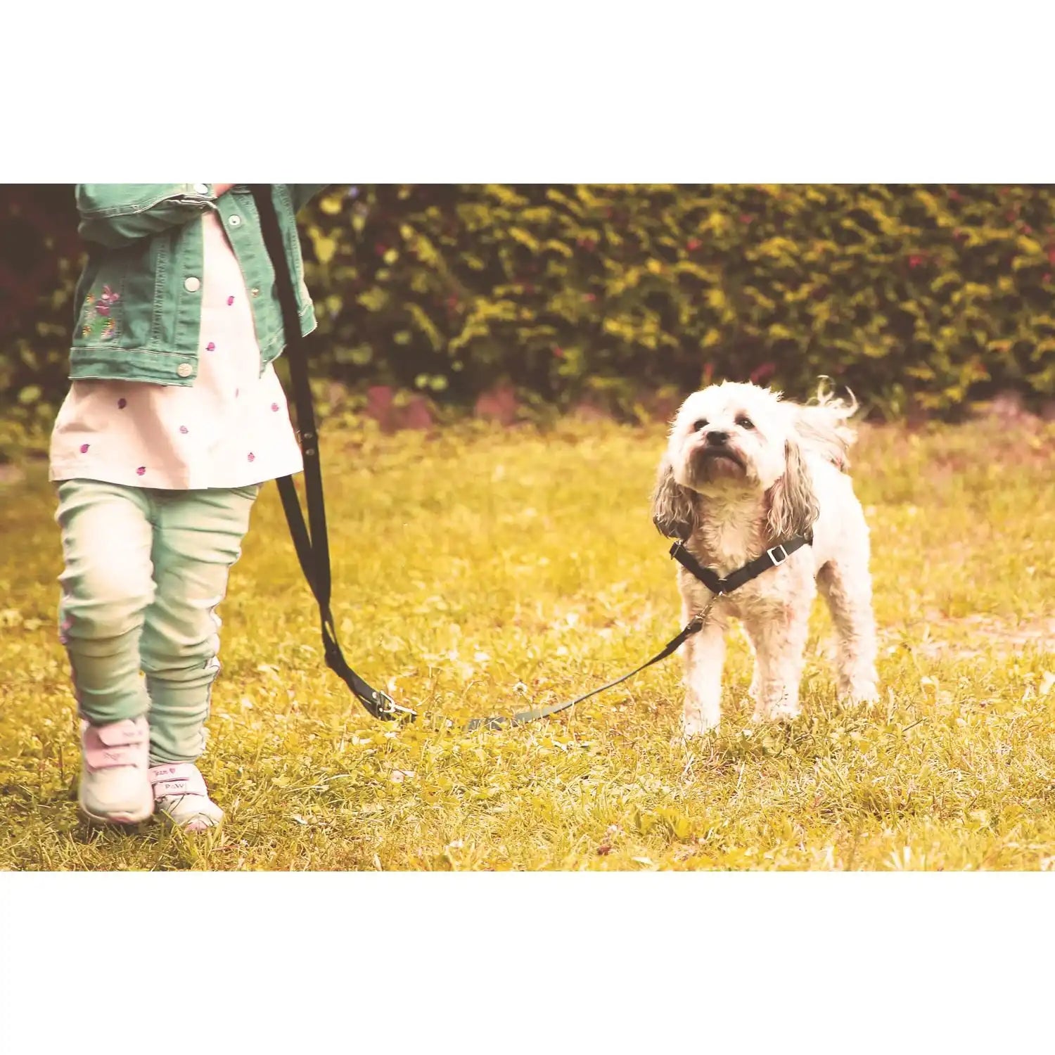 Anti-Stress-Geschirr STURMFREI®, Größe XS by Der Hundegefährte