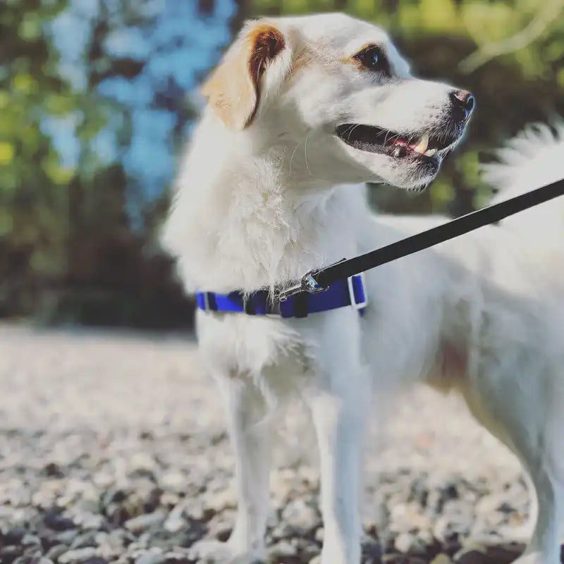 Anti-Stress-Geschirr STURMFREI®, Größe S für Kraftprotze by Der Hundegefährte