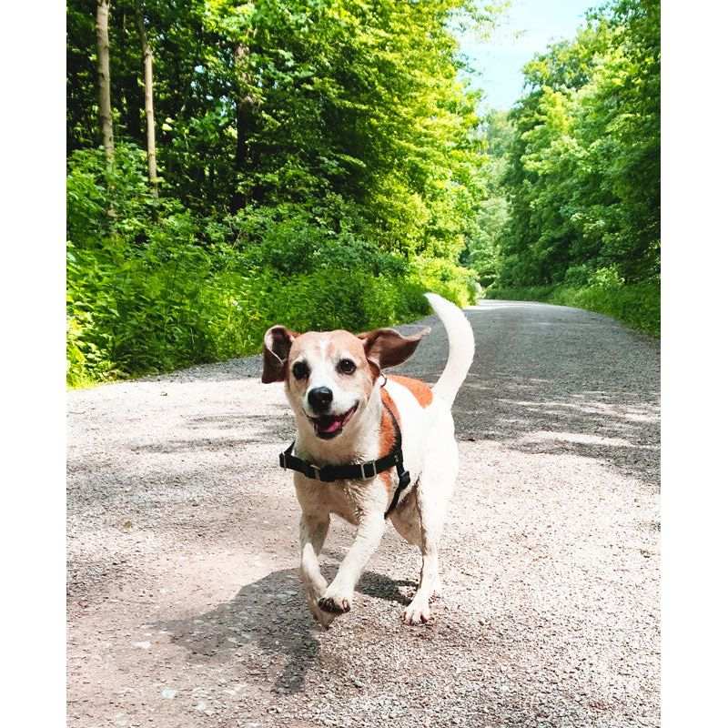Anti-Stress-Geschirr STURMFREI®, Größe S by Der Hundegefährte