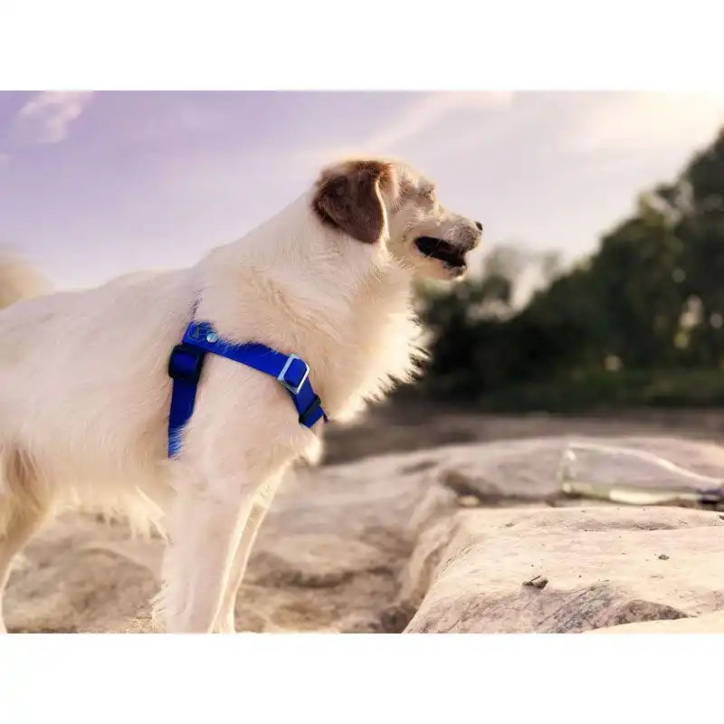 Anti-Stress-Geschirr STURMFREI®, Größe L by Der Hundegefährte