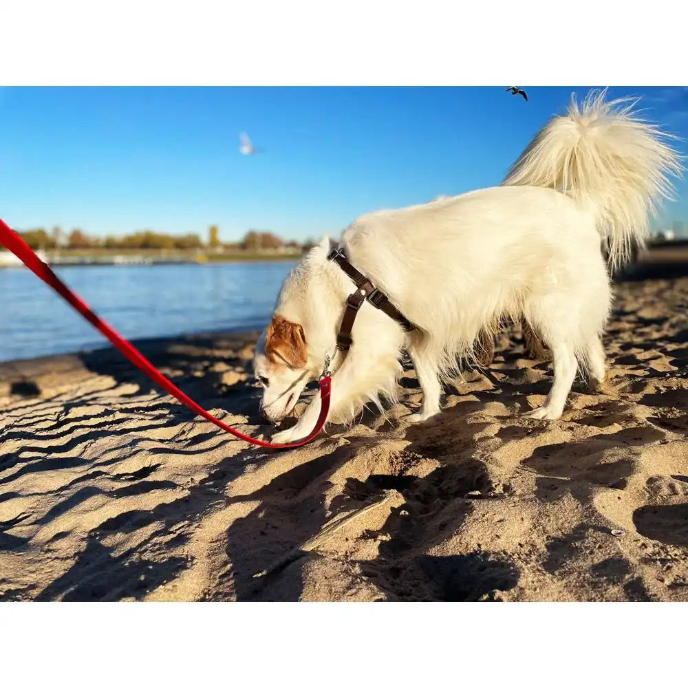Anti-Stress-Geschirr STURMFREI®, Größe S by Der Hundegefährte