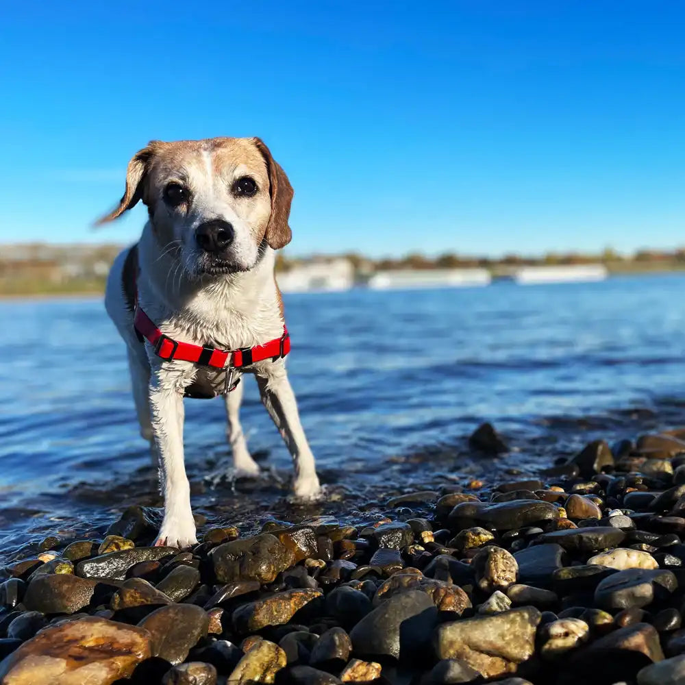 Anti-Stress-Geschirr STURMFREI®, Größe S by Der Hundegefährte