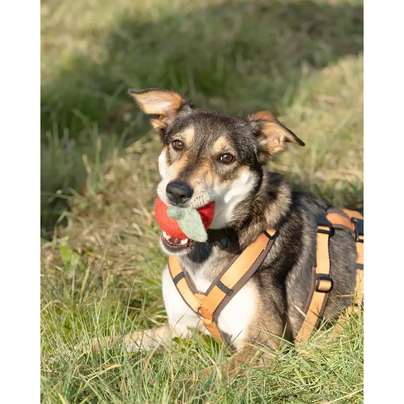 BUDDY. Hundespielzeug aus Wollfilz "Apfel"
