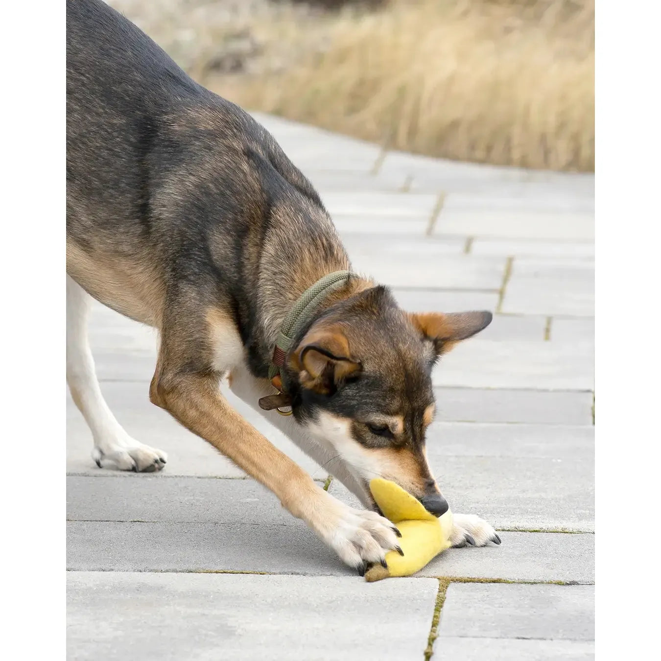 BUDDY. Hundespielzeug aus Wollfilz "Banane"