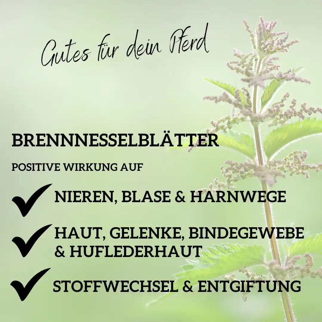 Brennnessel Für Pferde Natürliche Unterstützung Für Nieren Stoffwechsel Haut Gelenke Einzelfuttermittel by s`Queed