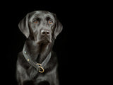 SABRO Hundehalsband CLASSIC Light
