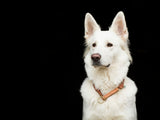 SABRO Hundehalsband CLASSIC Rundzug