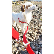 Doppelleine TECHTELMECHTEL aus BioThane®/Pop - Band by Der Hundegefährte