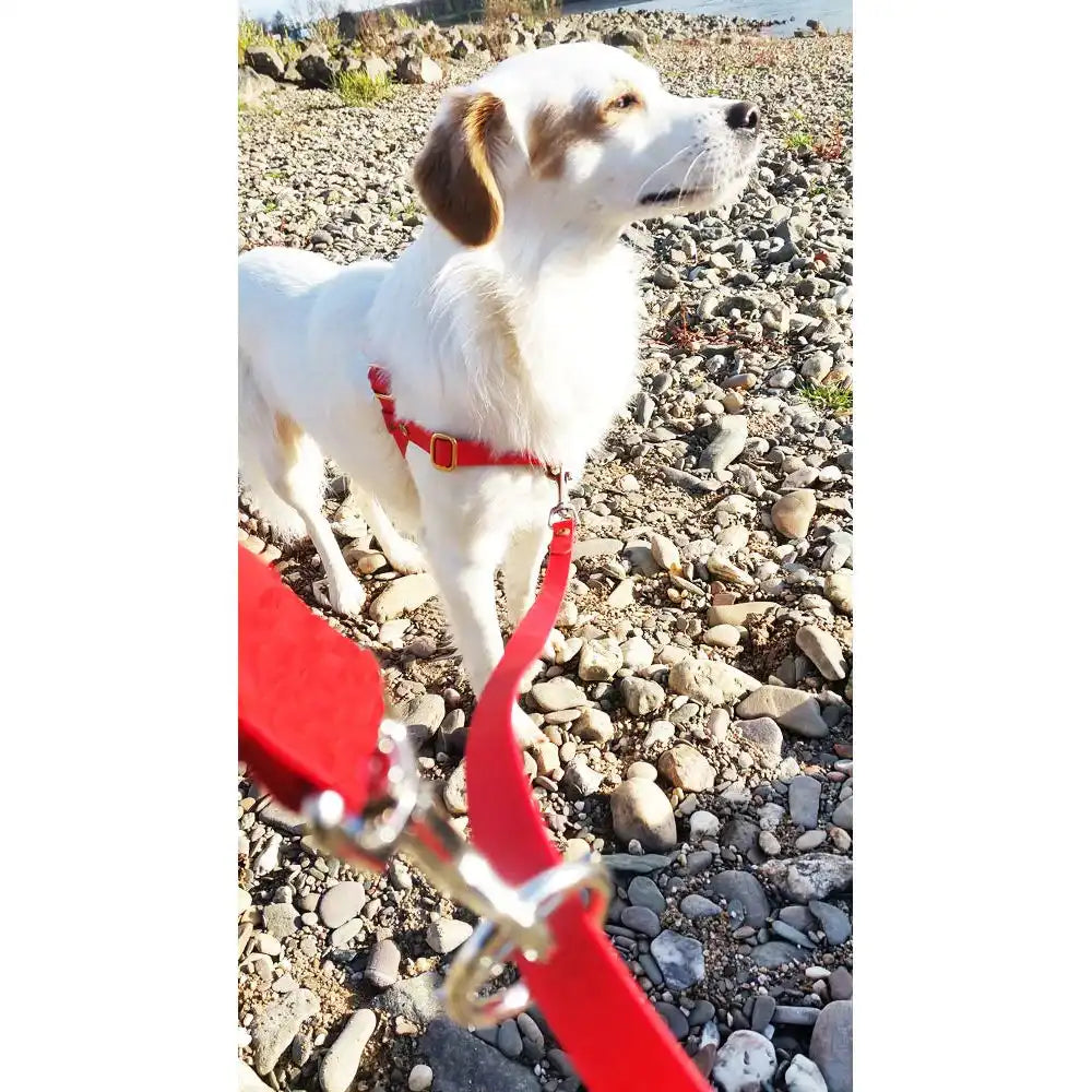 Doppelleine TECHTELMECHTEL aus BioThane®/Pop - Band by Der Hundegefährte