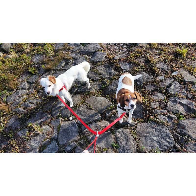 Doppelleine TECHTELMECHTEL aus BioThane®/Pop - Band by Der Hundegefährte