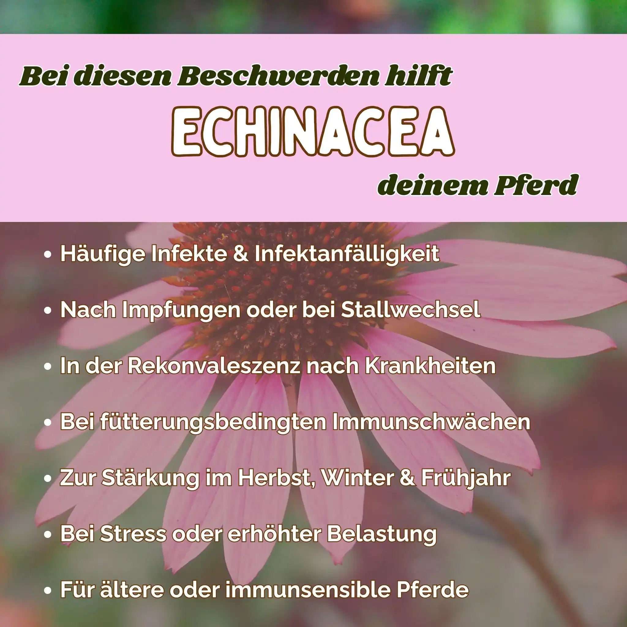 Echinacea Pferd Immunstärkung Zusatzfutter Für Das Immunsystem Und Abwehrkräfte In Belastungsphasen by s`Queed