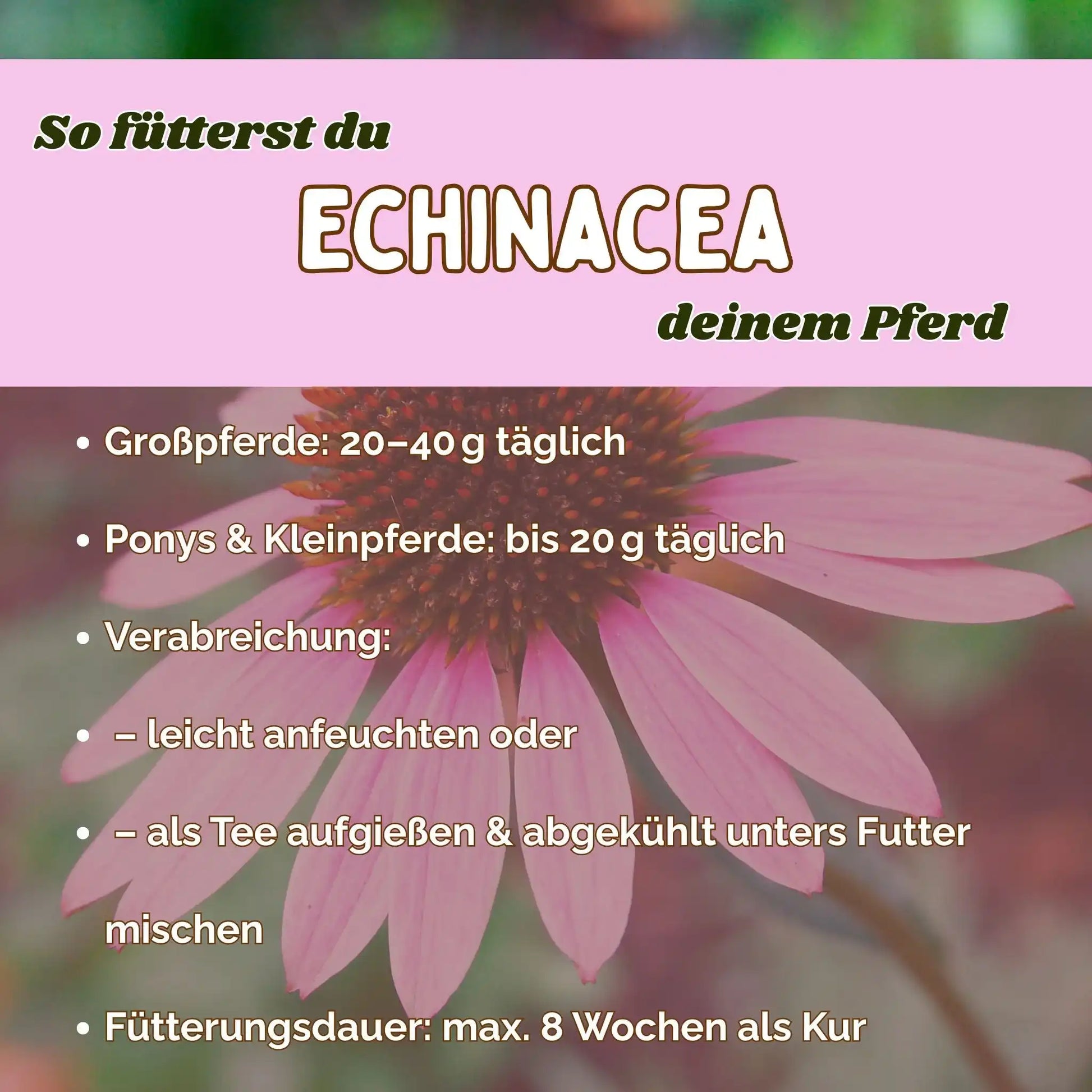 Echinacea Pferd Immunstärkung Zusatzfutter Für Das Immunsystem Und Abwehrkräfte In Belastungsphasen by s`Queed