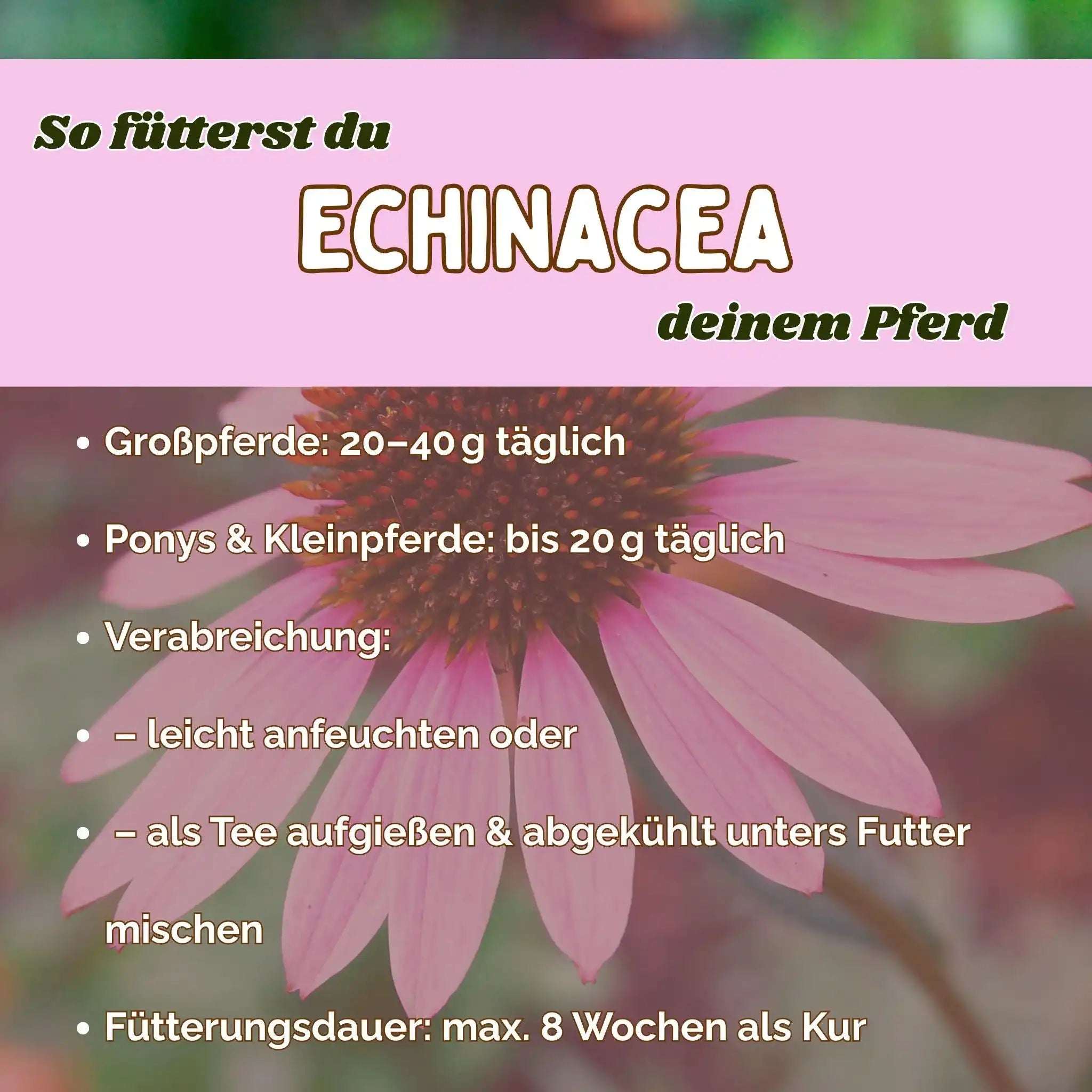 Echinacea Pferd Immunstärkung Zusatzfutter Für Das Immunsystem Und Abwehrkräfte In Belastungsphasen by s`Queed