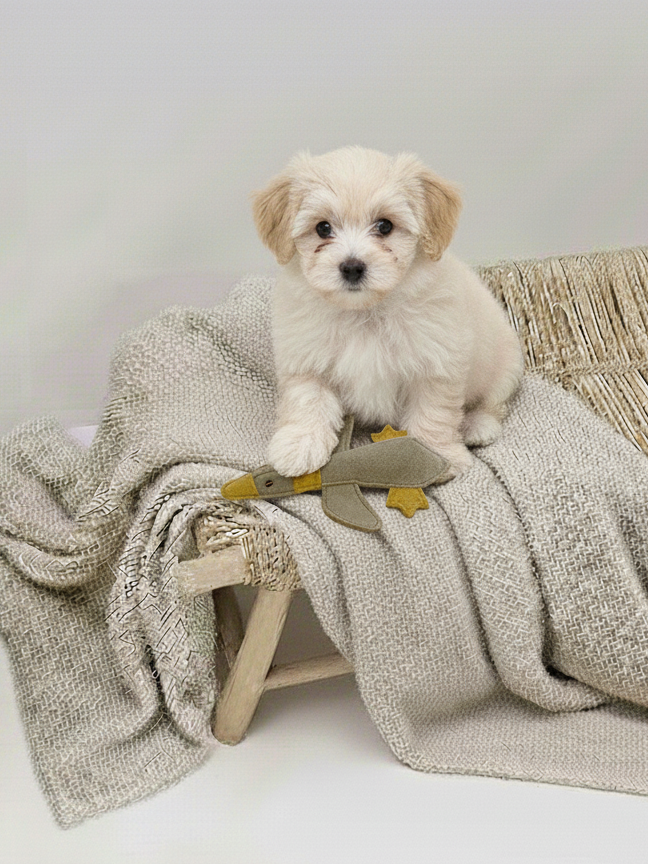 BUDDY. Hundespielzeug aus Leder "Kleine Ente"
