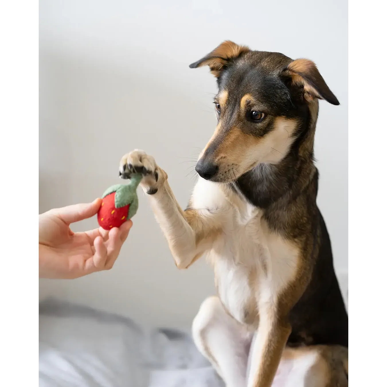 BUDDY. Hundespielzeug aus Wollfilz "Erdbeere"