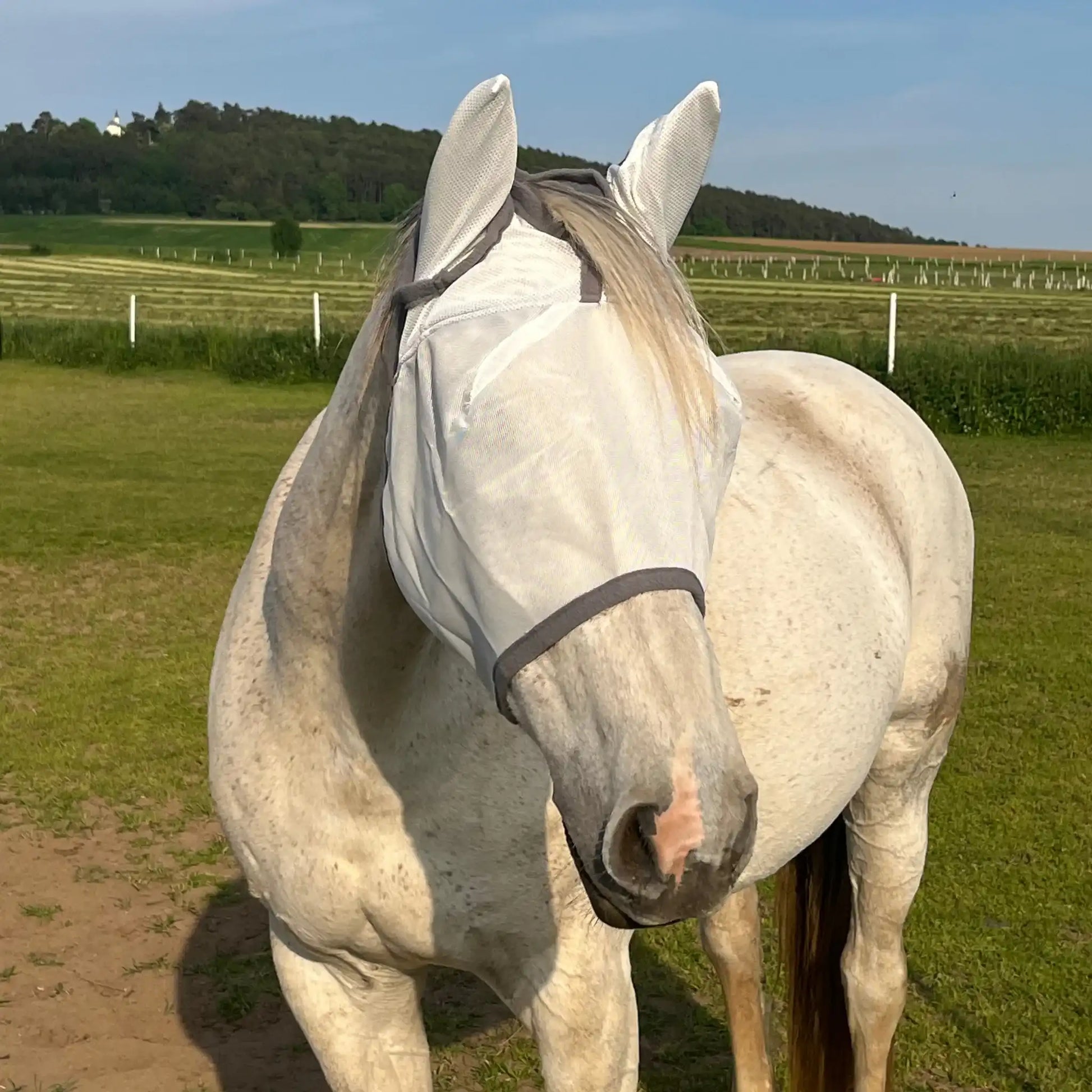 Fliegenmaske Mit Ohren Fliegenschutz Für Pferde Effektiver Schutz Gegen Fliegen Und Insekten Auf Weide Offenstall by s`Queed