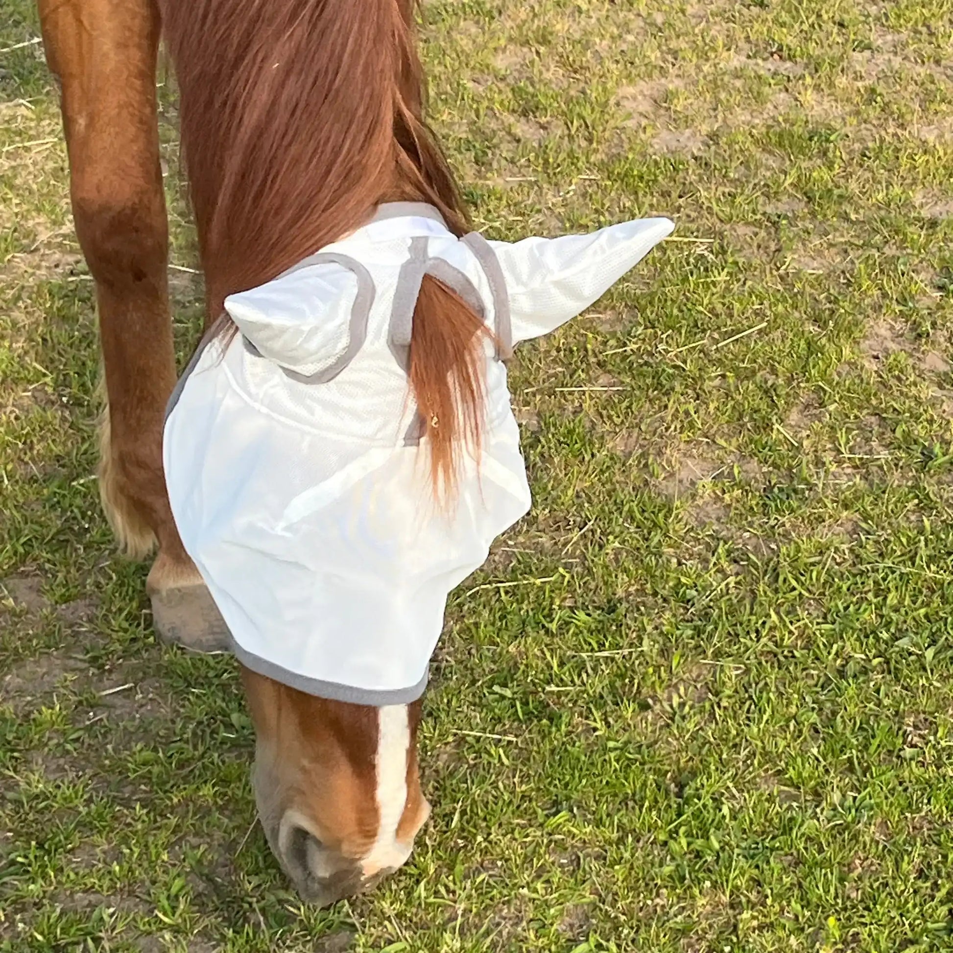 Fliegenmaske Mit Ohren Fliegenschutz Für Pferde Effektiver Schutz Gegen Fliegen Und Insekten Auf Weide Offenstall by s`Queed