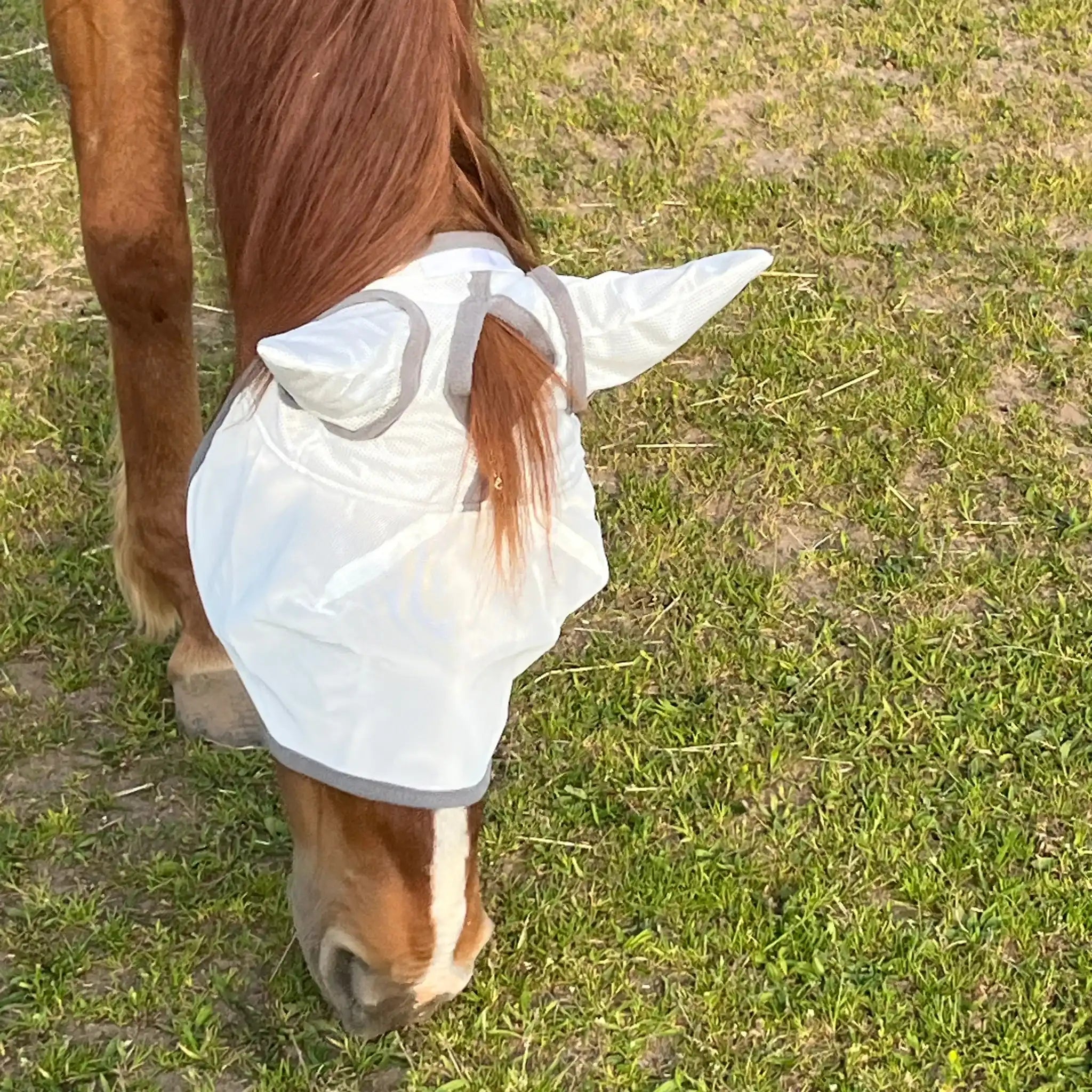 Fliegenmaske Mit Ohren Fliegenschutz Für Pferde Effektiver Schutz Gegen Fliegen Und Insekten Auf Weide Offenstall by s`Queed