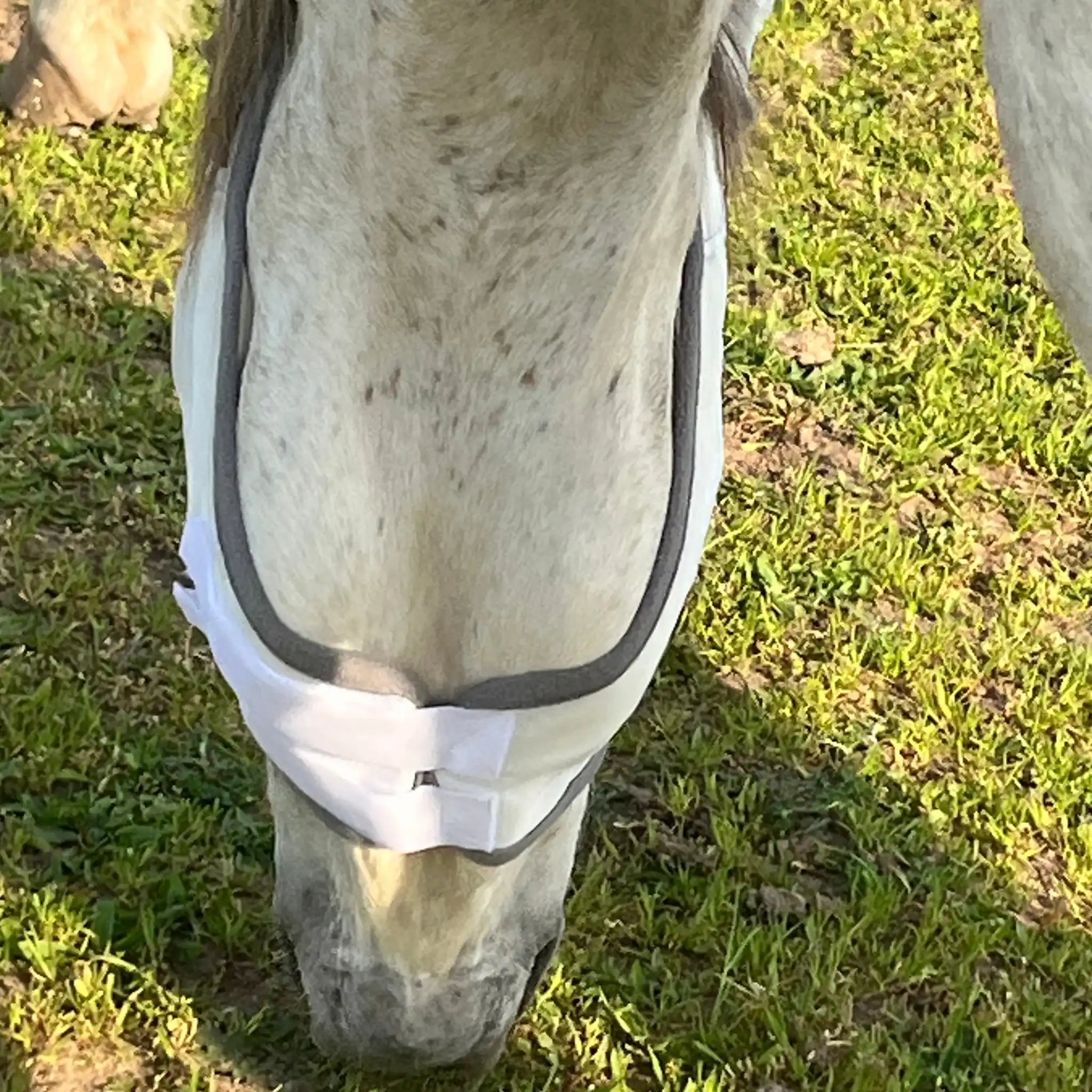 Fliegenmaske Mit Ohren Fliegenschutz Für Pferde Effektiver Schutz Gegen Fliegen Und Insekten Auf Weide Offenstall by s`Queed