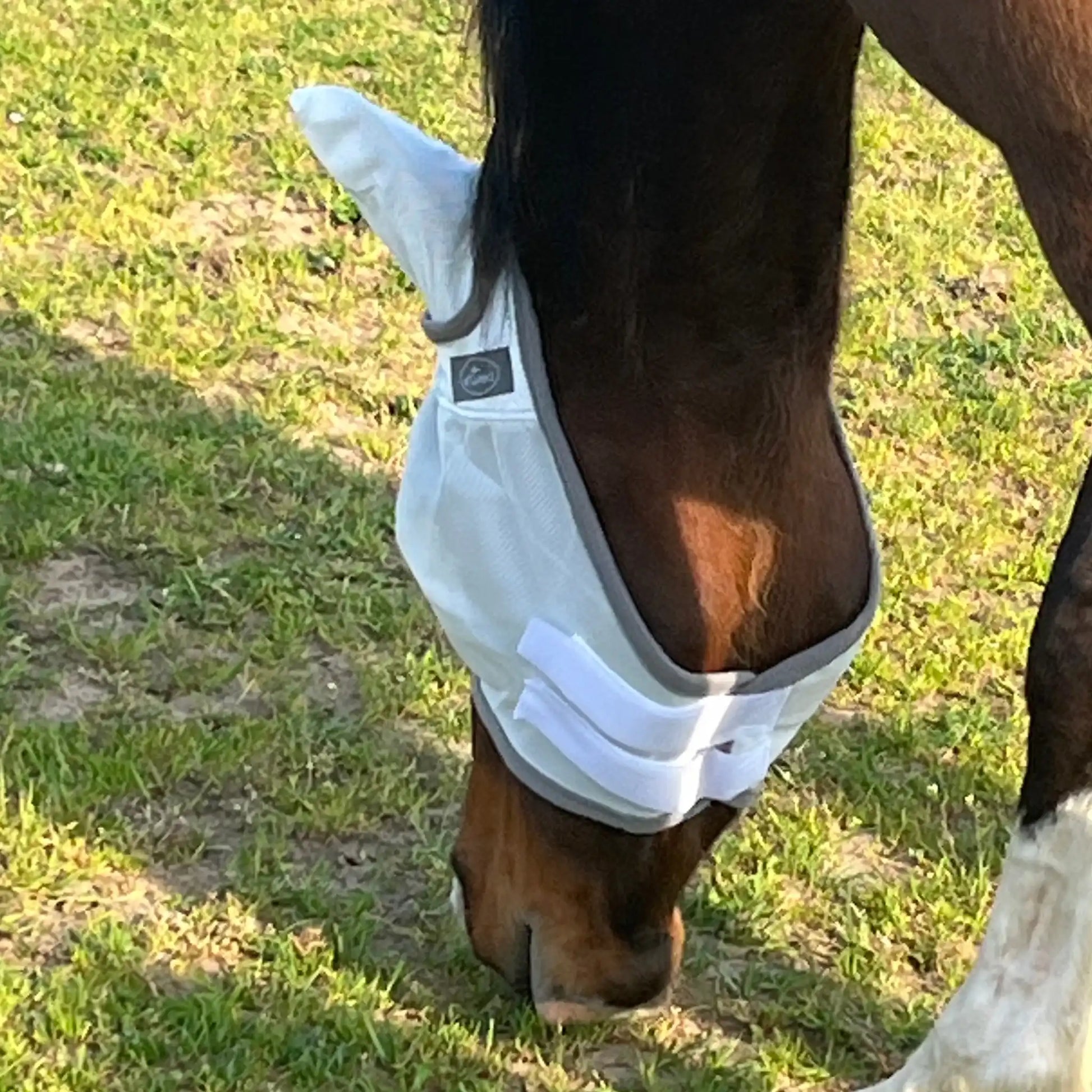 Fliegenmaske Mit Ohren Fliegenschutz Für Pferde Effektiver Schutz Gegen Fliegen Und Insekten Auf Weide Offenstall by s`Queed