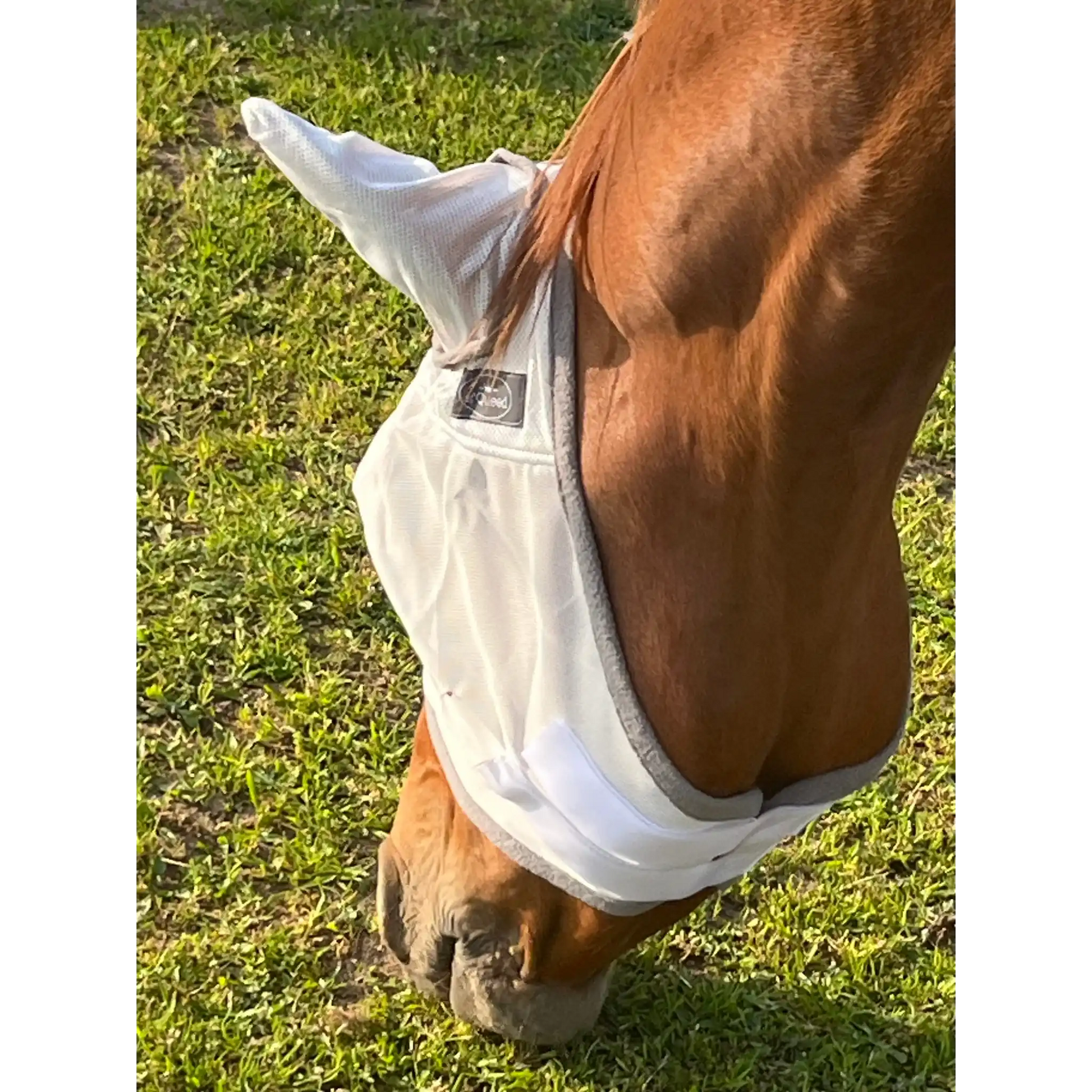 Fliegenmaske Mit Ohren Fliegenschutz Für Pferde Effektiver Schutz Gegen Fliegen Und Insekten Auf Weide Offenstall by s`Queed