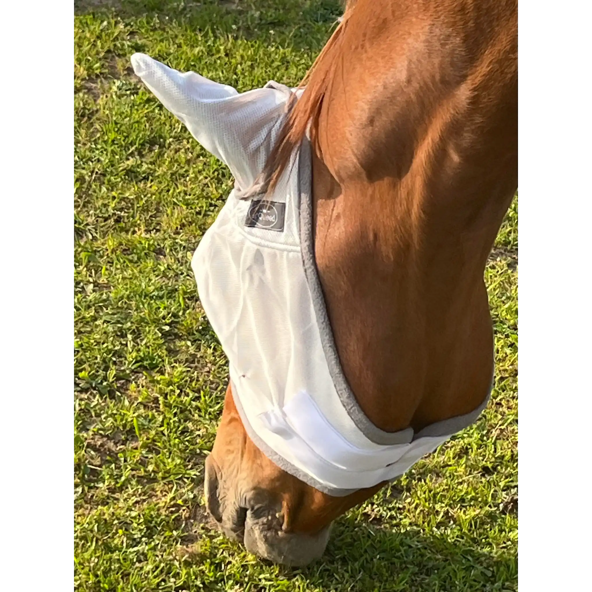 Fliegenmaske Mit Ohren Fliegenschutz Für Pferde Effektiver Schutz Gegen Fliegen Und Insekten Auf Weide Offenstall by s`Queed