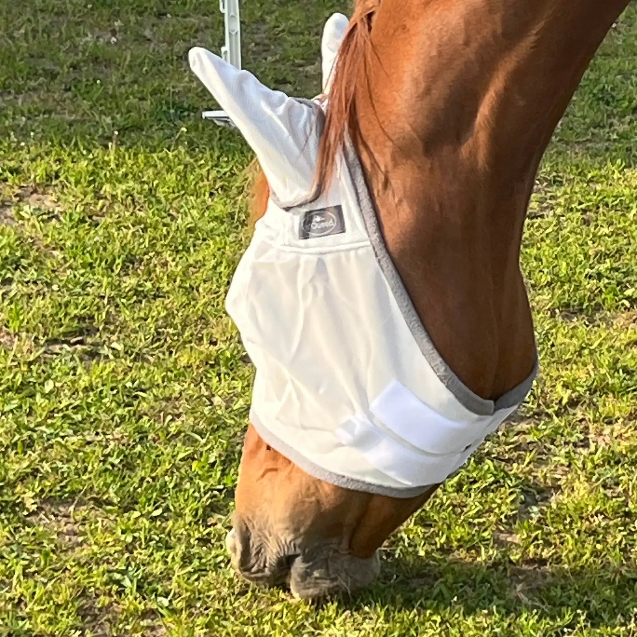 Fliegenmaske Mit Ohren Fliegenschutz Für Pferde Effektiver Schutz Gegen Fliegen Und Insekten Auf Weide Offenstall by s`Queed