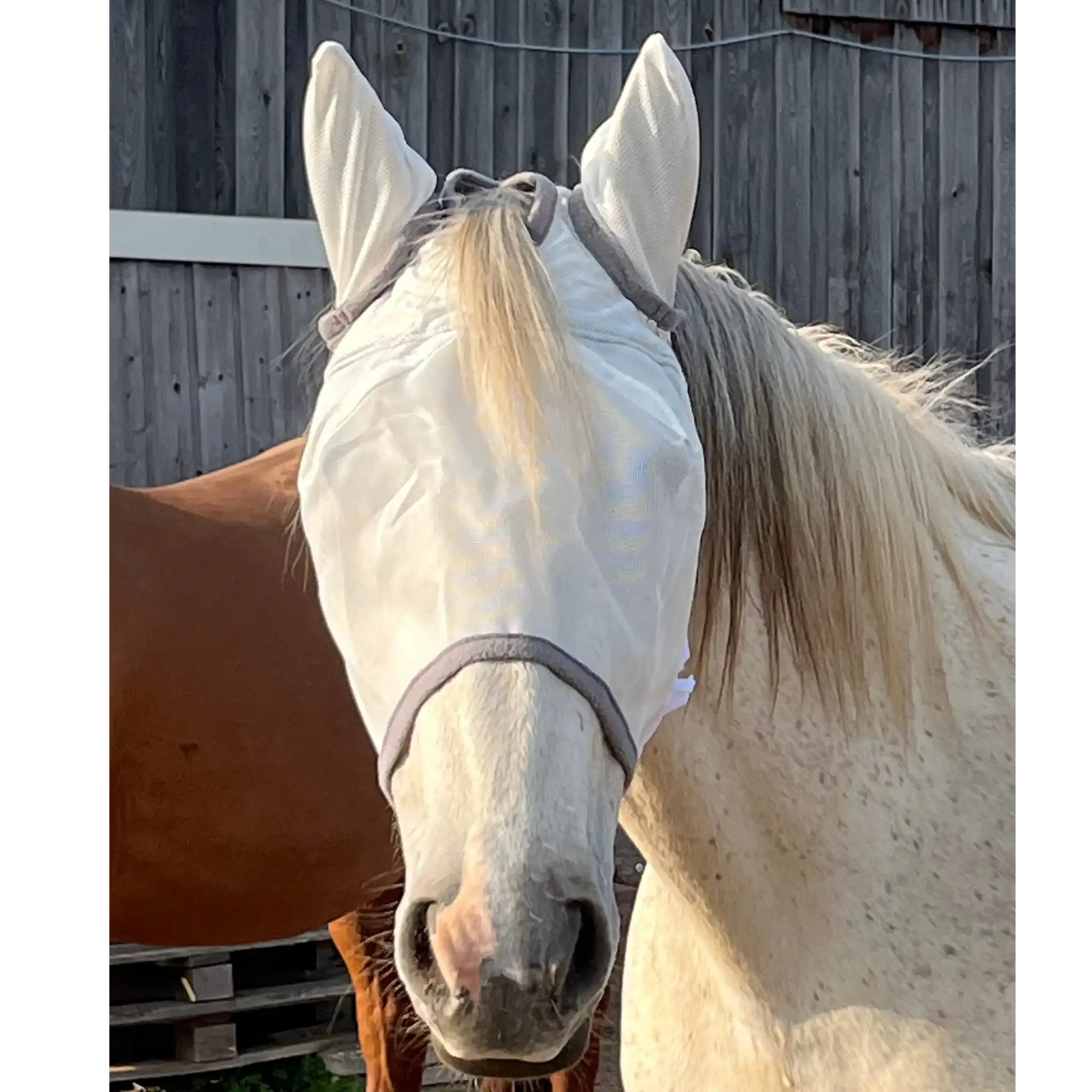 Fliegenmaske Mit Ohren Fliegenschutz Für Pferde Effektiver Schutz Gegen Fliegen Und Insekten Auf Weide Offenstall by s`Queed
