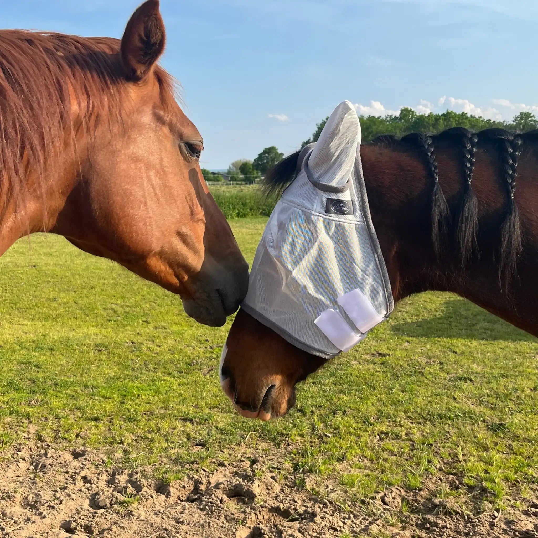 Fliegenmaske Mit Ohren Fliegenschutz Für Pferde Effektiver Schutz Gegen Fliegen Und Insekten Auf Weide Offenstall by s`Queed