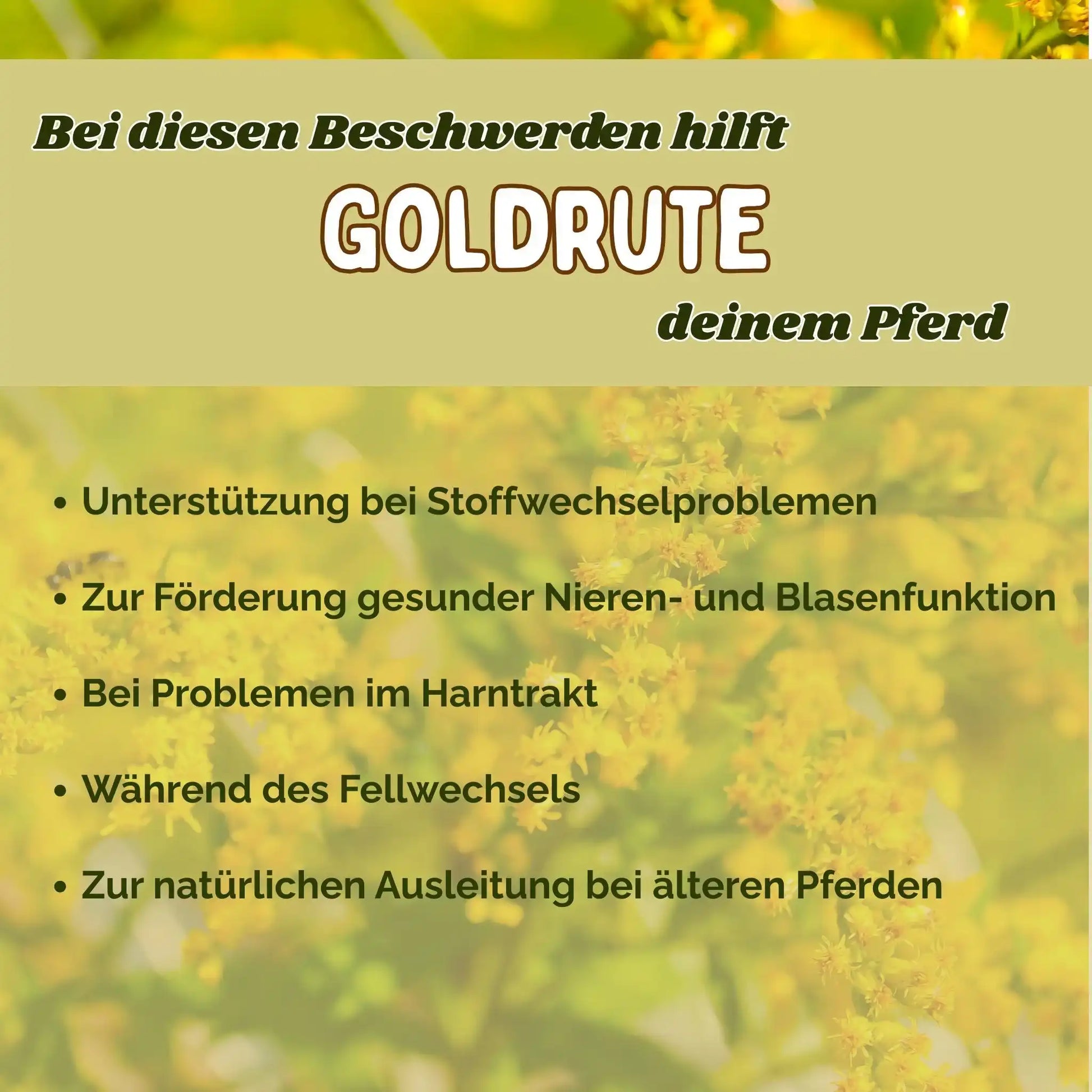 Goldrute Pferd Natürliche Unterstützung Bei Stoffwechselproblemen Nieren Blase Und Harnwege by s`Queed