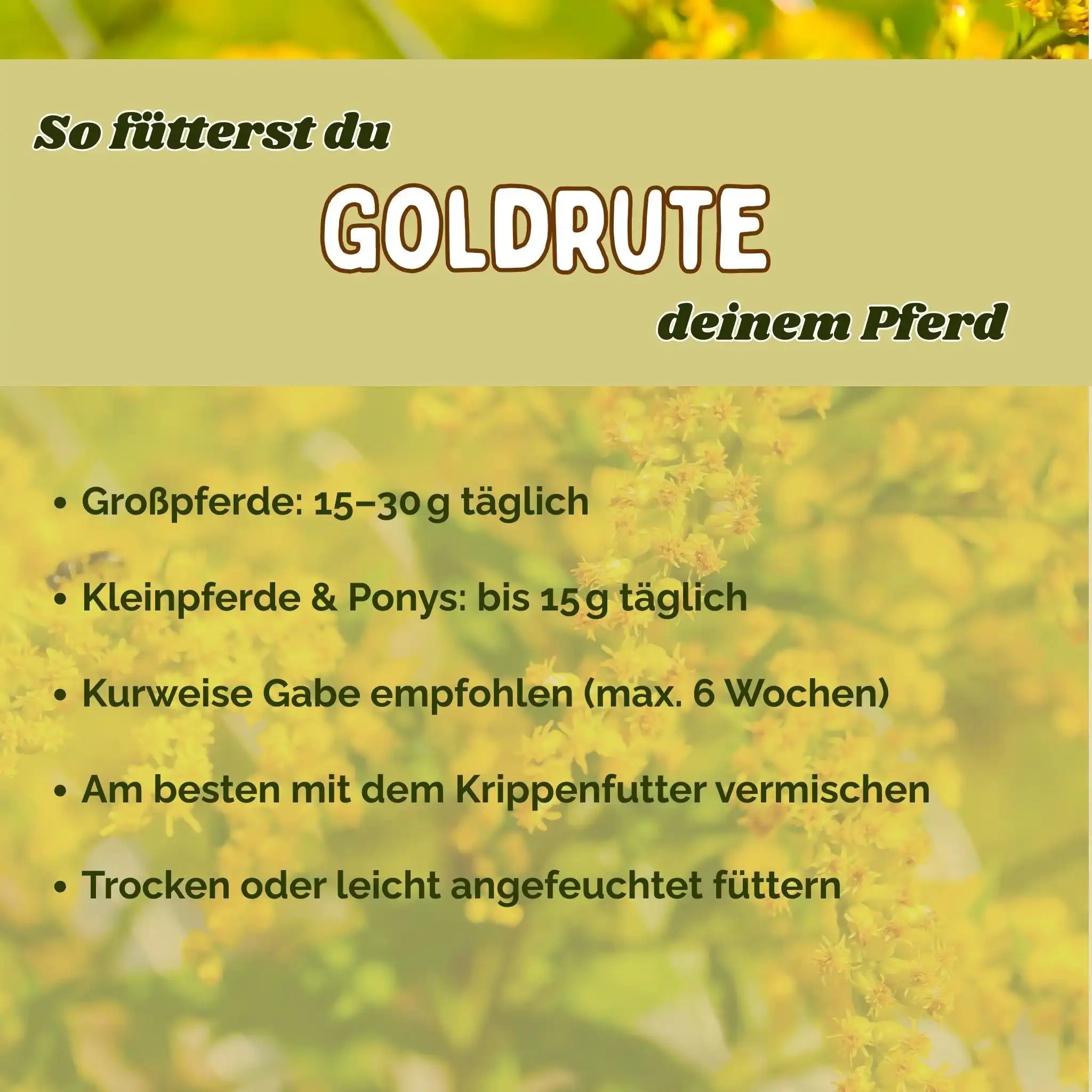 Goldrute Pferd Natürliche Unterstützung Bei Stoffwechselproblemen Nieren Blase Und Harnwege by s`Queed