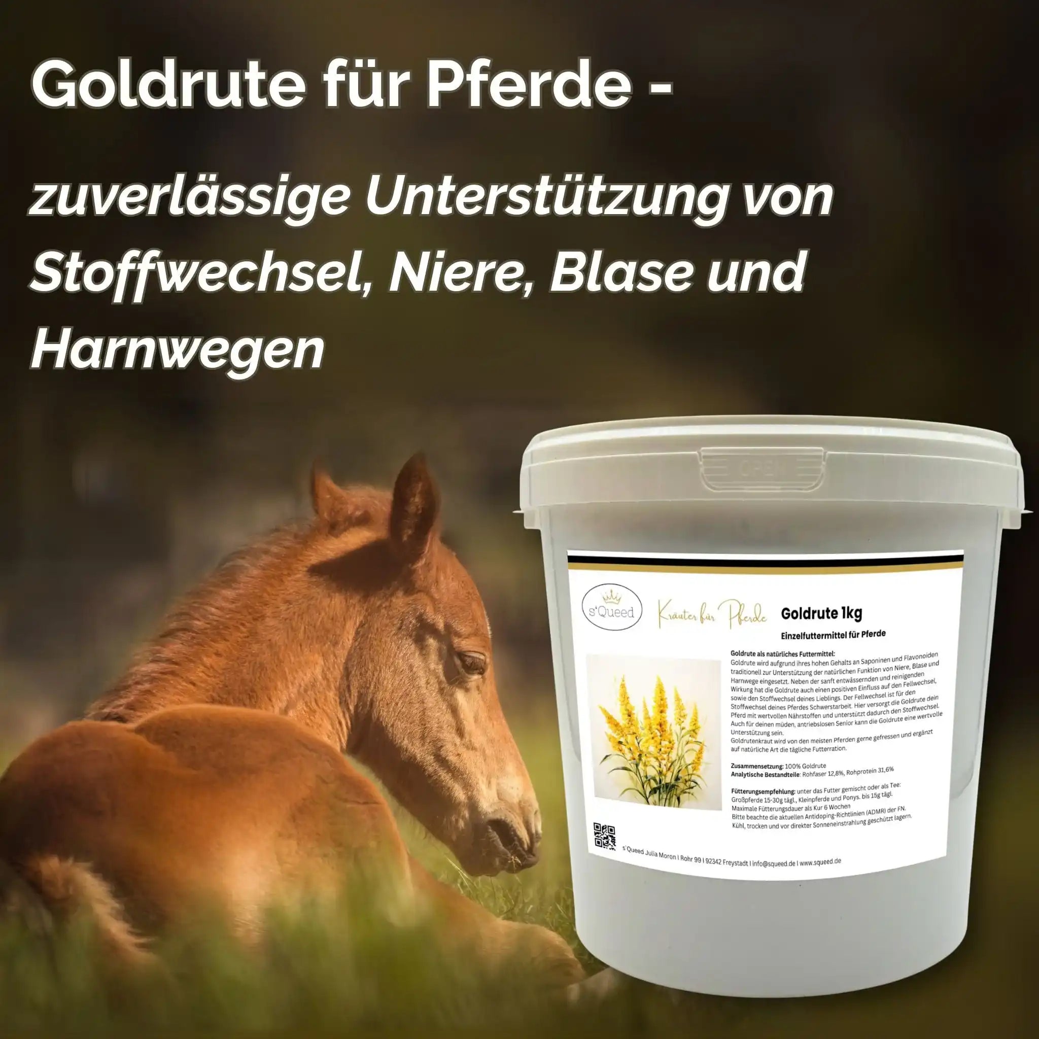 Goldrute Pferd Natürliche Unterstützung Bei Stoffwechselproblemen Nieren Blase Und Harnwege by s`Queed