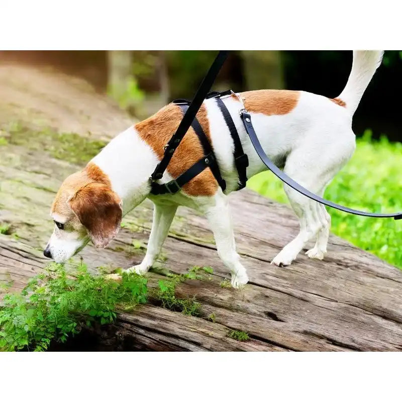 Anti-Stress-Geschirr STURMFREI® Saver für kleine bis mittlere Hunde by Der Hundegefährte