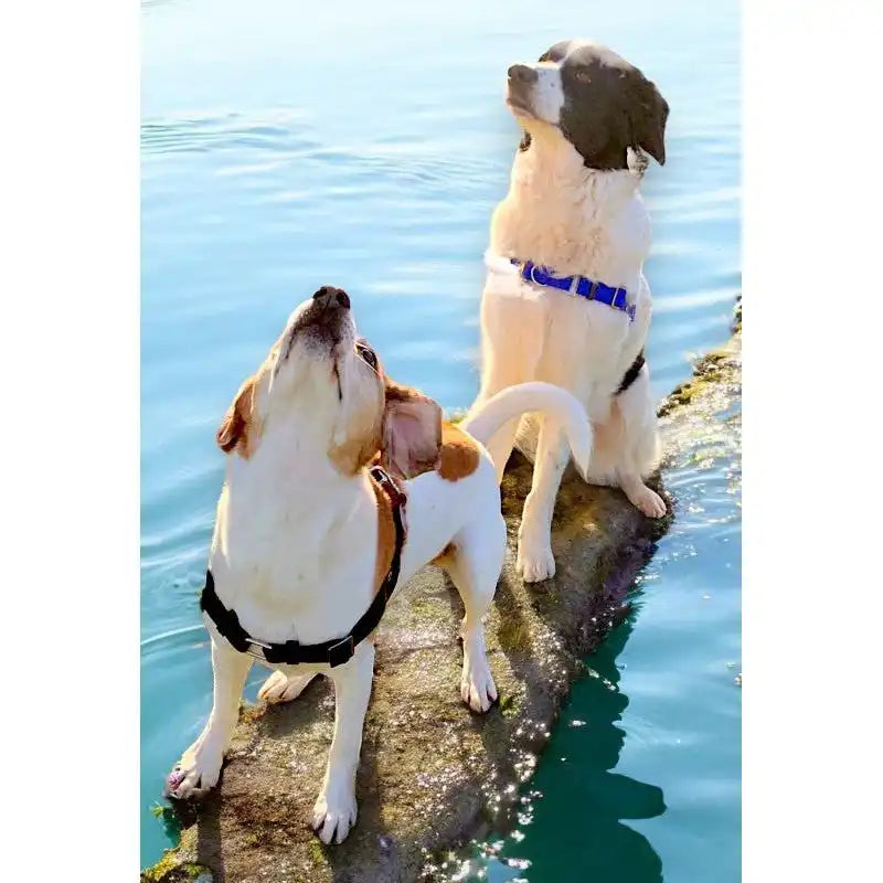 Anti-Stress-Geschirr STURMFREI®, Größe M by Der Hundegefährte