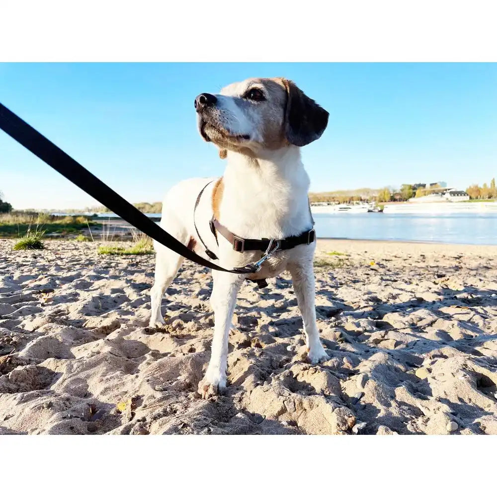 Anti-Stress-Geschirr STURMFREI®, Größe L by Der Hundegefährte