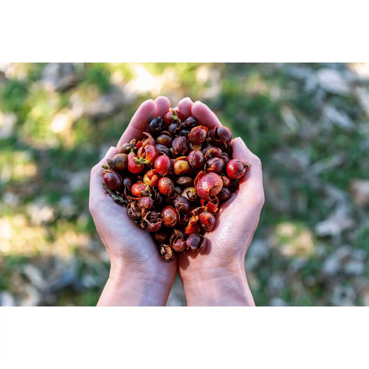 Cascara I Kaffeekirschen-Tee aus Costa Rica by True Beans Kaffeerösterei Köln