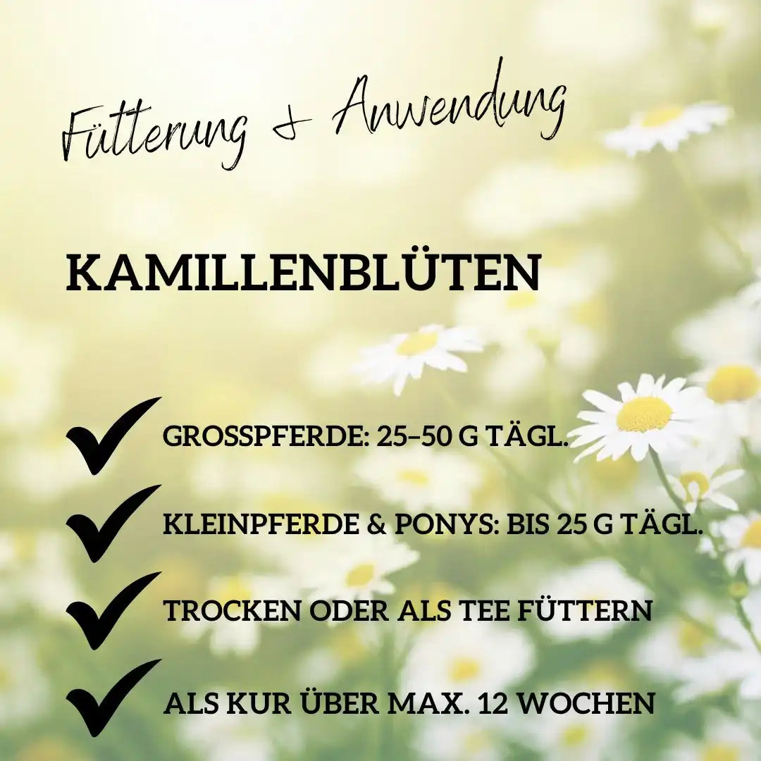 Kamille Für Pferde Natürliche Unterstützung Von Magen Und Nerven Bei Unruhe Blähungen Älteren Pferden by s`Queed